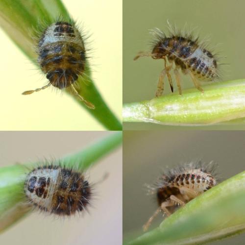 Staria lunata
